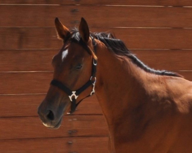 horse